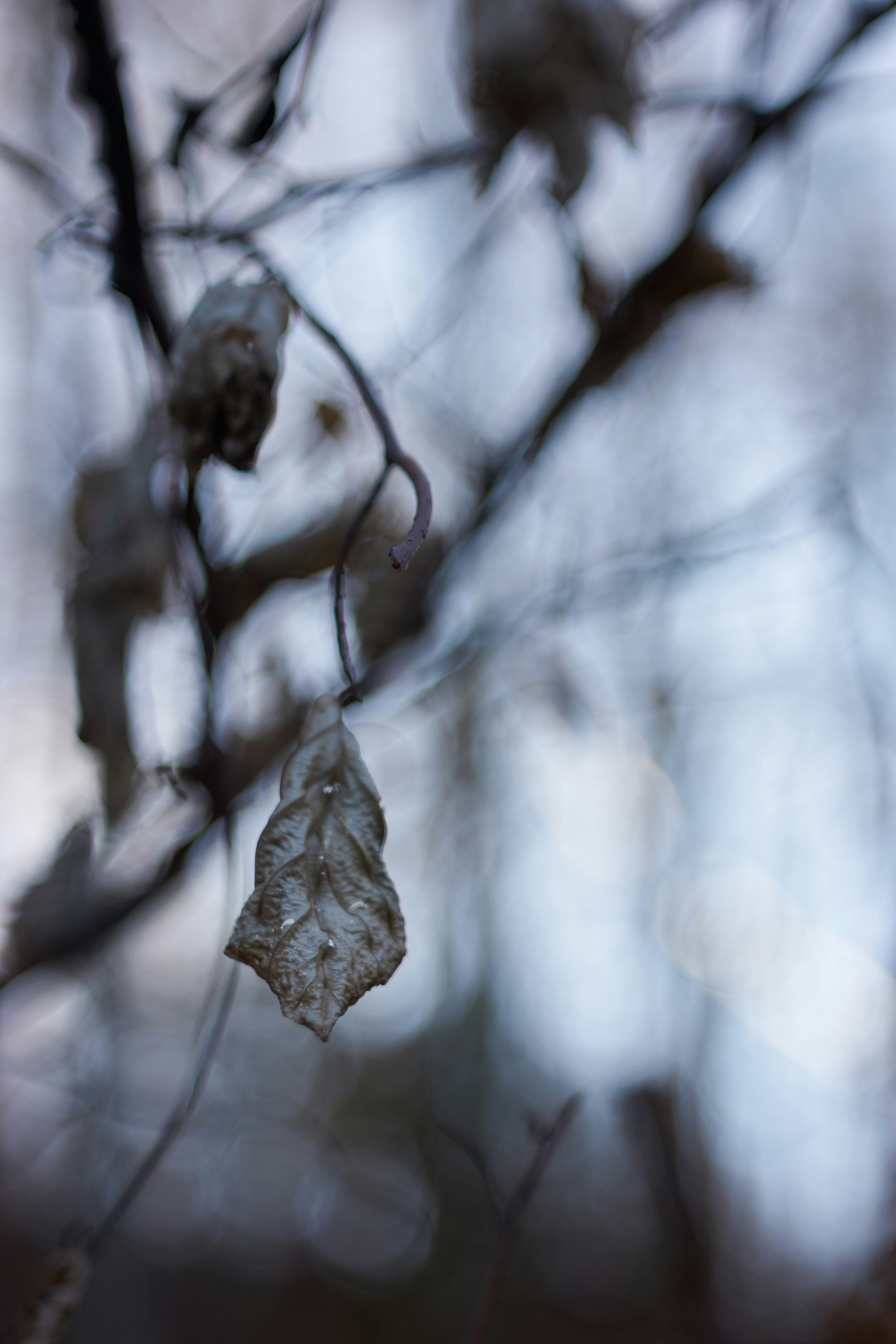 Photo by wolfgang_hasselmann