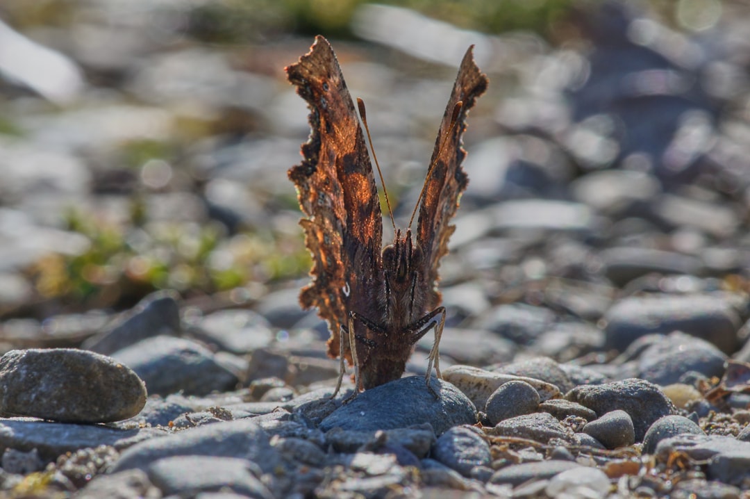 brown and black moth on gray stone during daytime