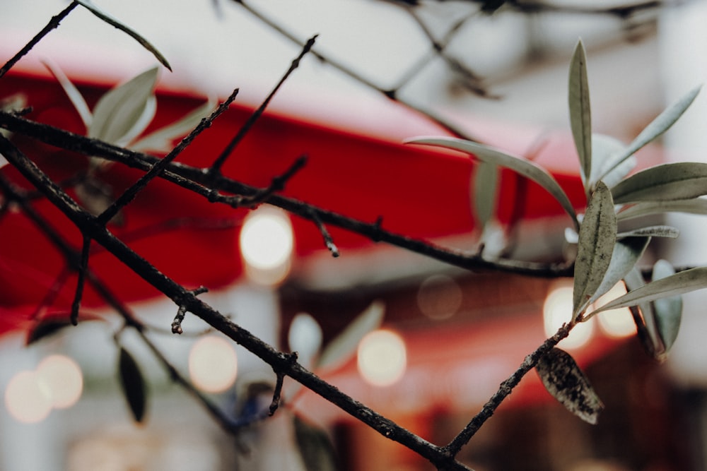 red and white string lights