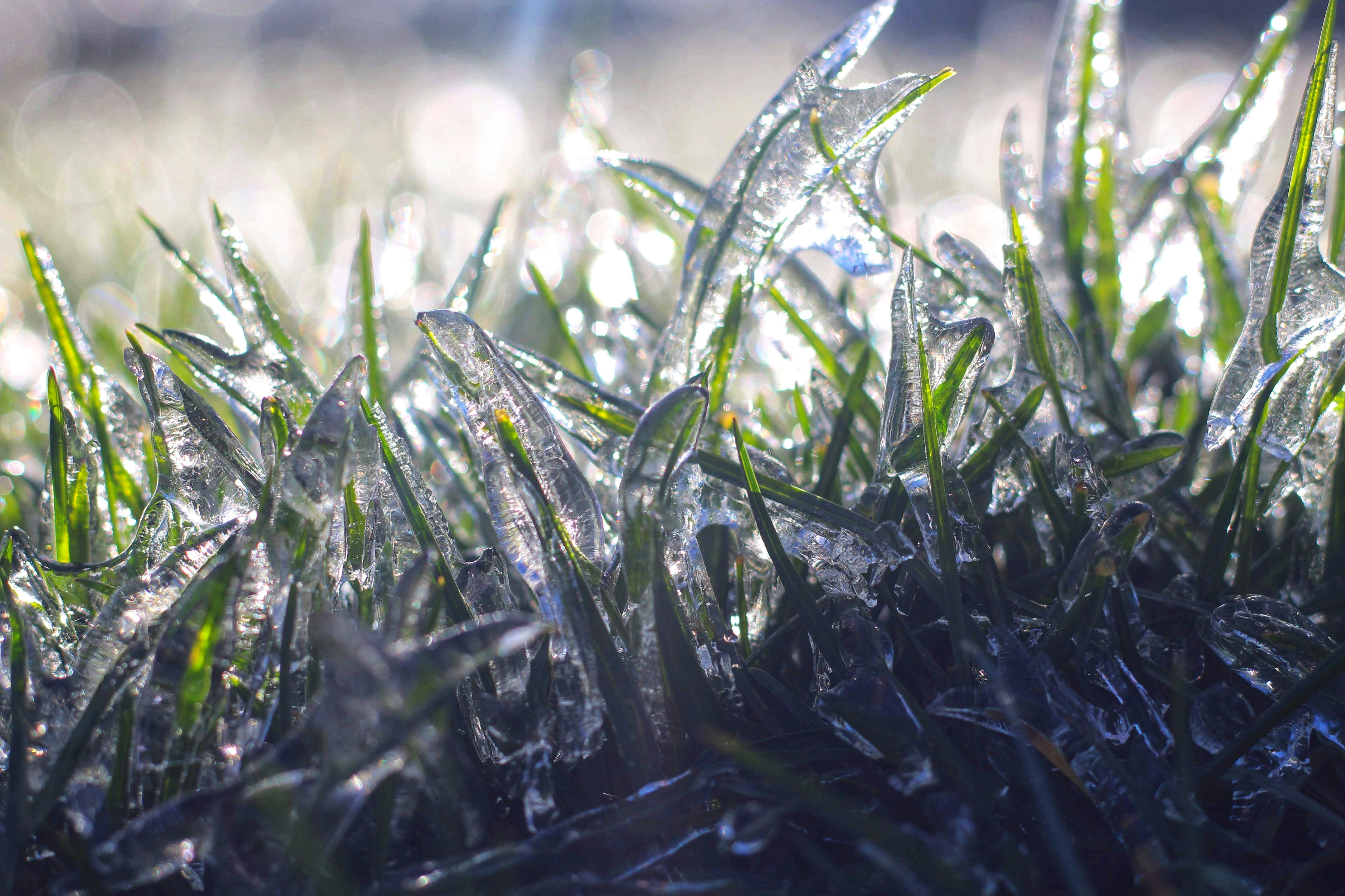 water droplets on green grass