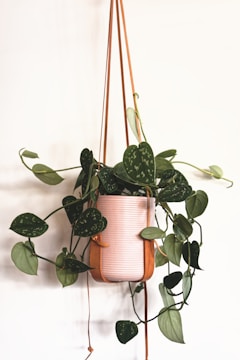 A lush green plant with heart-shaped leaves is placed in a cylindrical white planter. The leaves have a glossy texture and some are adorned with subtle speckles. The planter is suspended with tan leather straps against a plain white background, creating a minimalist and natural aesthetic.