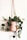 A lush green plant with heart-shaped leaves is placed in a cylindrical white planter. The leaves have a glossy texture and some are adorned with subtle speckles. The planter is suspended with tan leather straps against a plain white background, creating a minimalist and natural aesthetic.