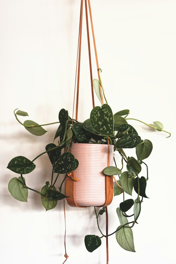 Cotton Plant Hanger