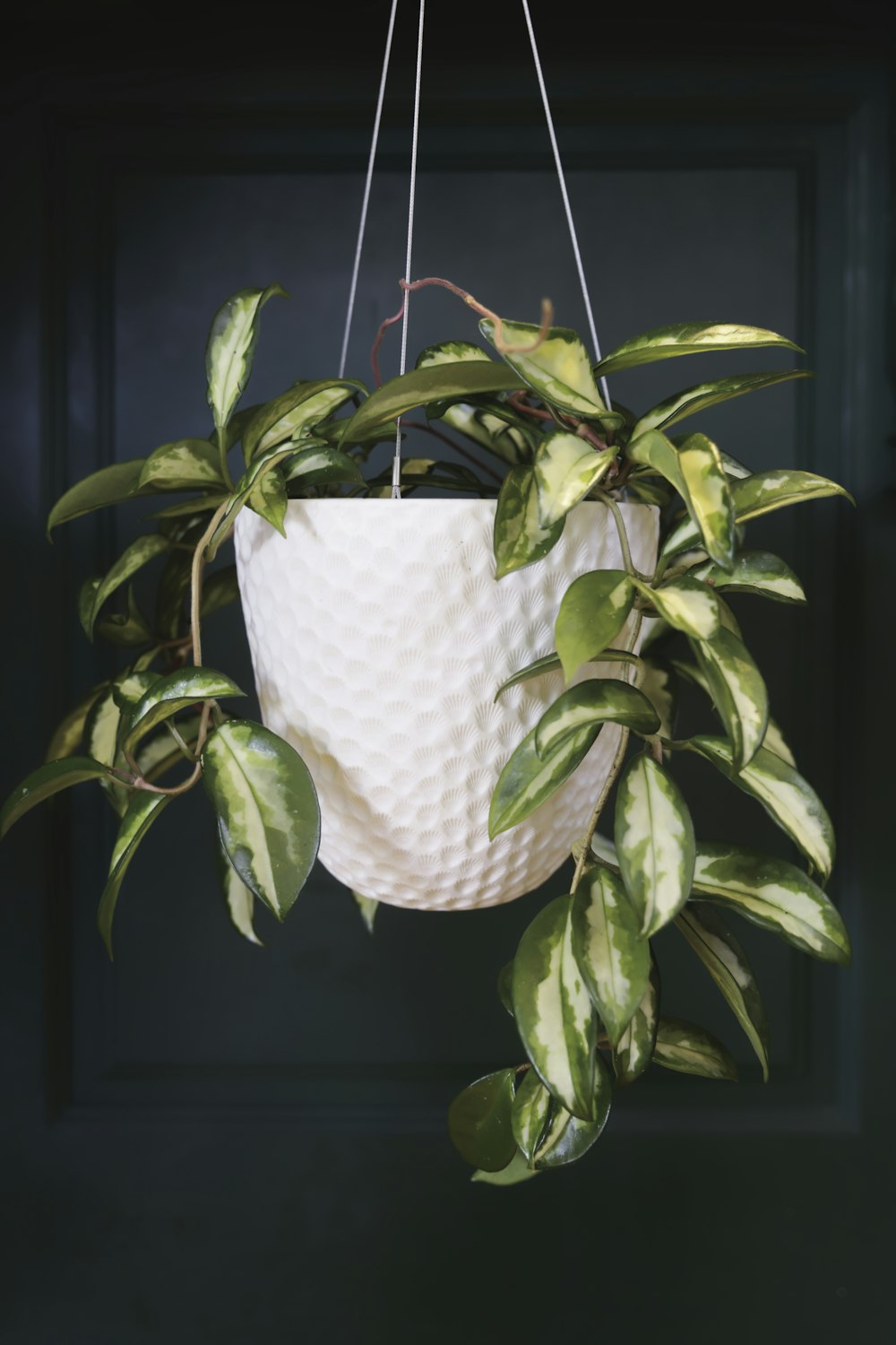 green plant on white pot