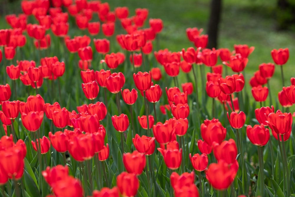 red tulips field during daytime