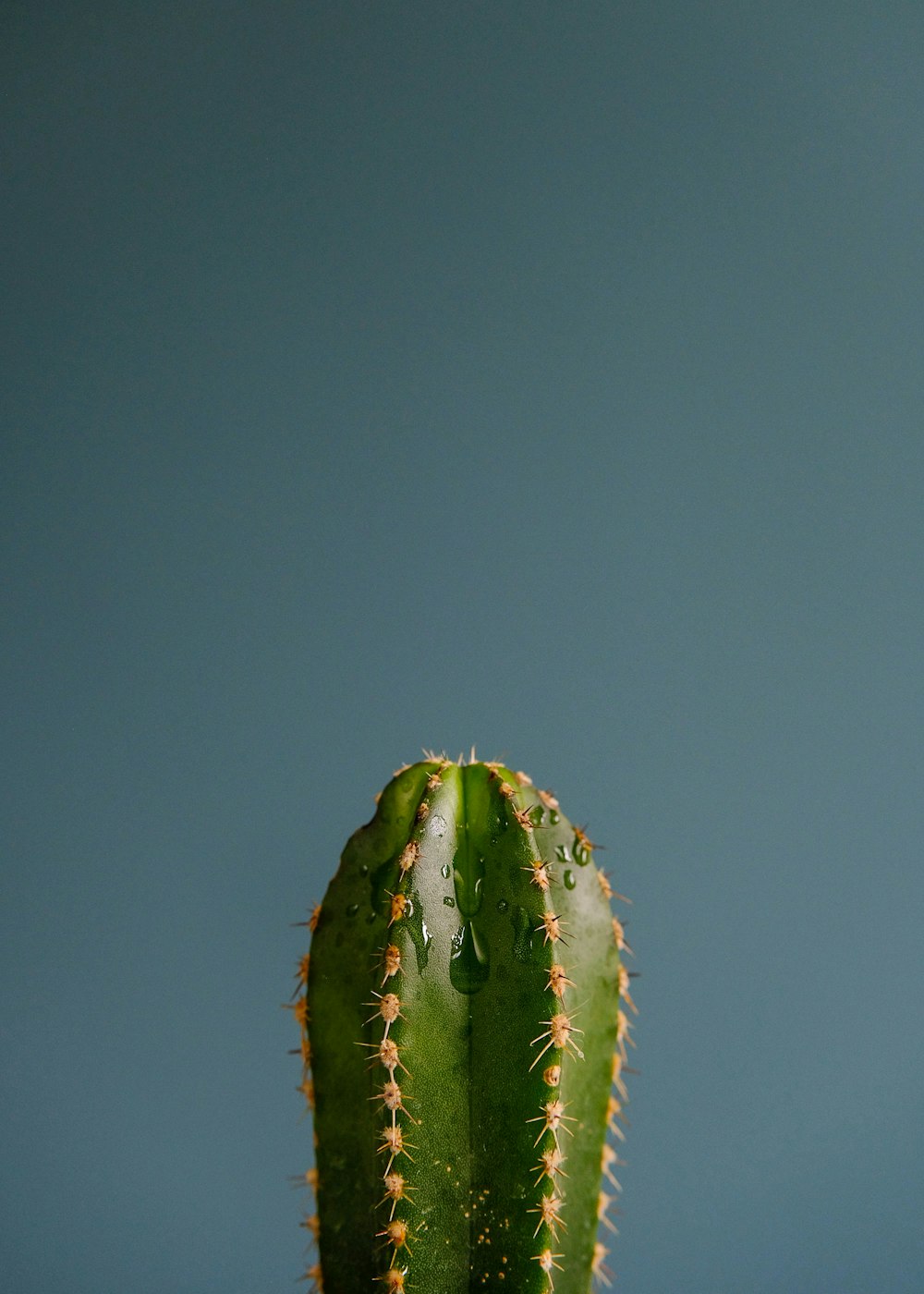 green cactus plant in close up photography