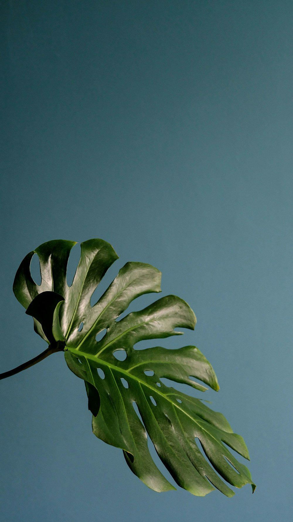 green leaves on blue background