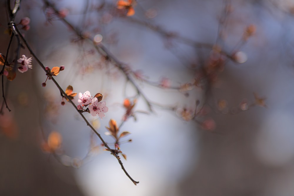 pink cherry blossom in close up photography