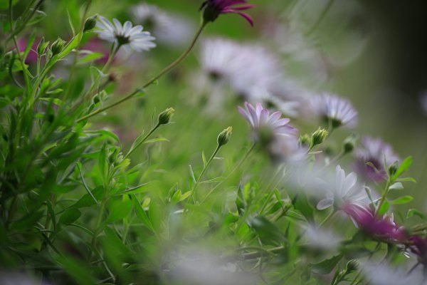 Purple and white flower in tilt shift lens — Málaga, Spain