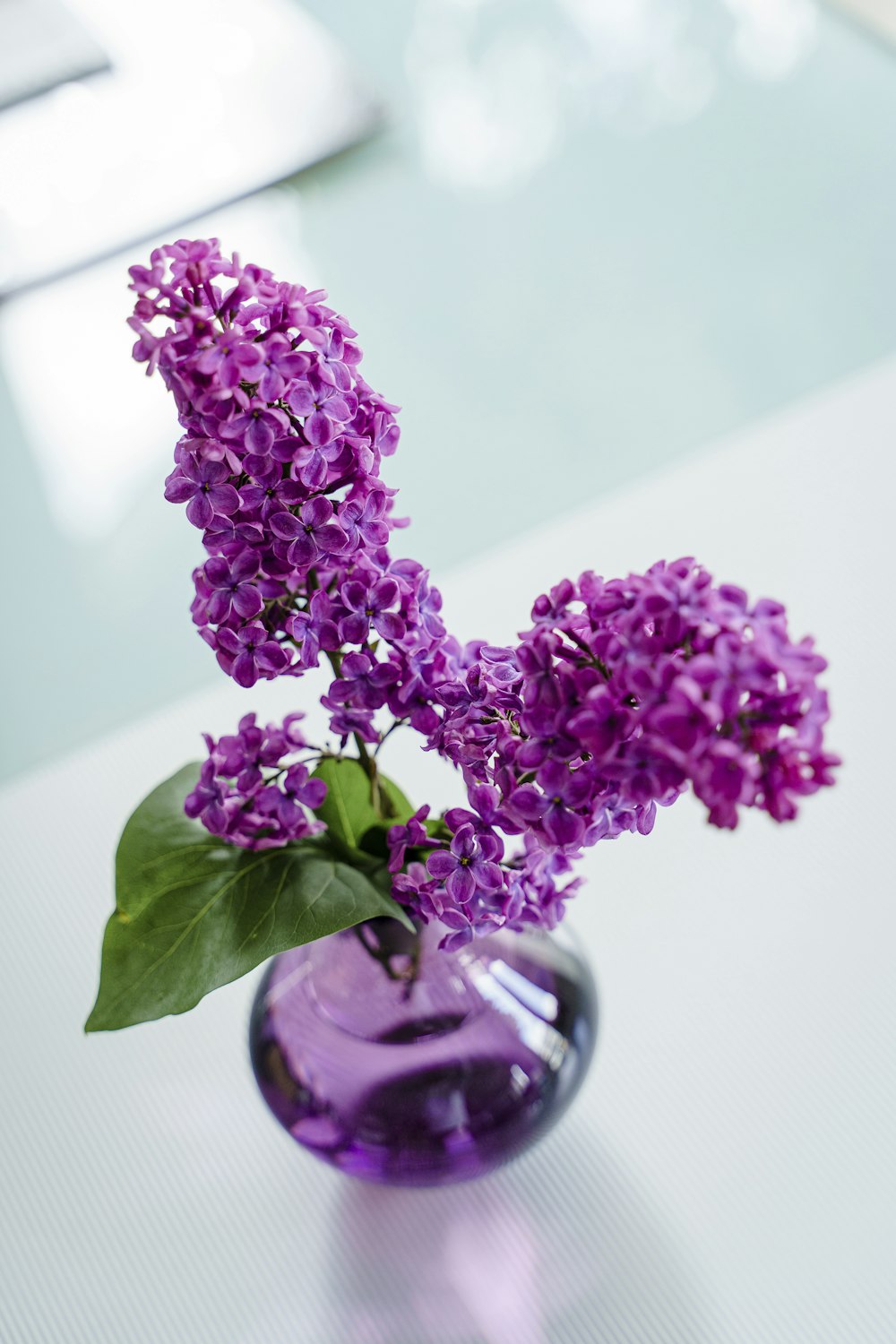 purple flowers in clear glass jar