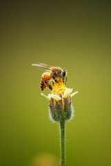 A close-up of a honeybee on a flower, gathering nectar.