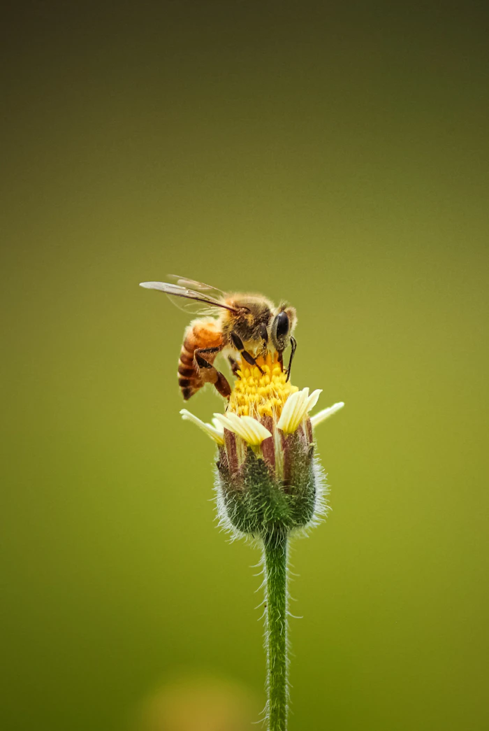 Honeybee foraging on a yellow flower