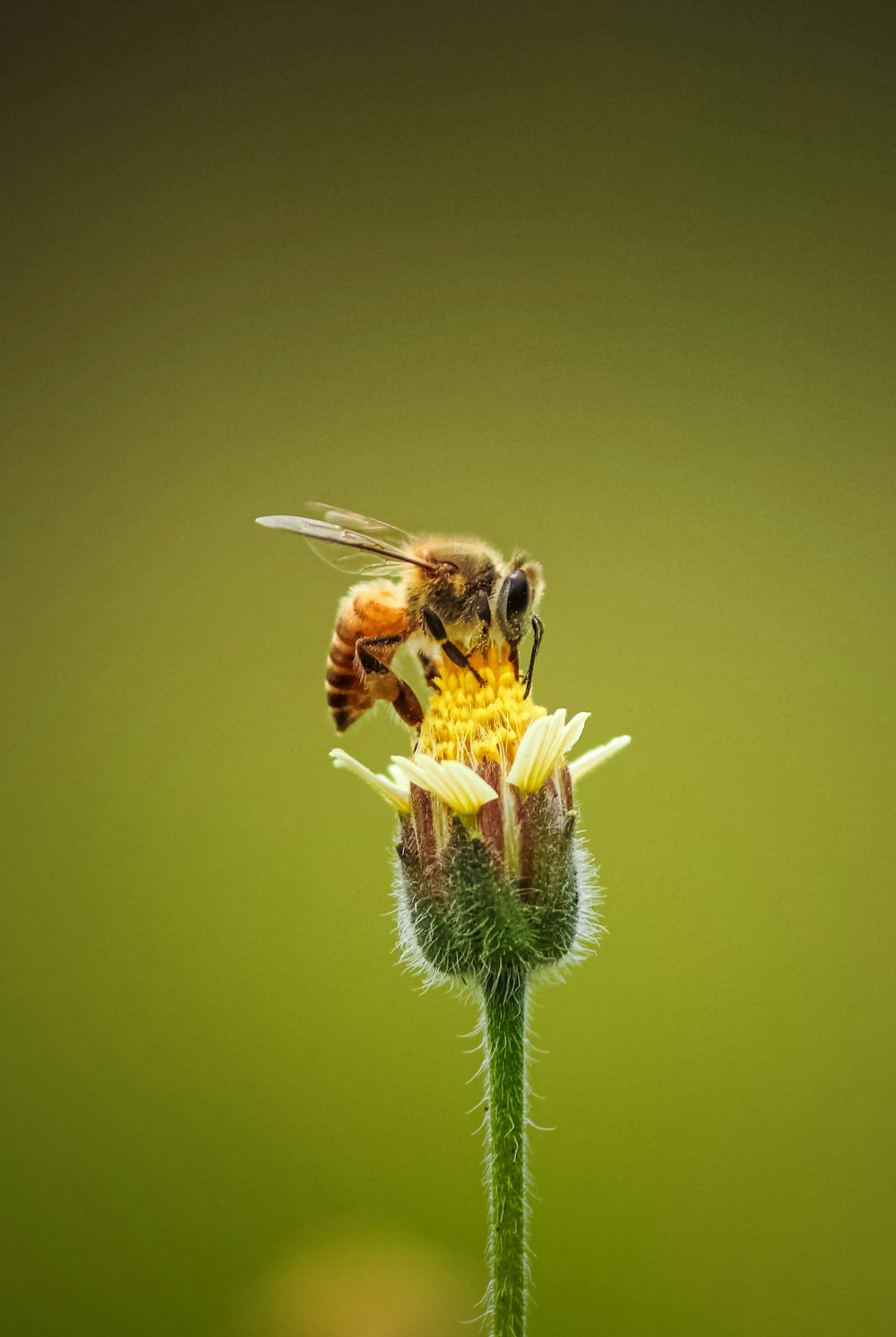 honeybee perched on yellow flower in close up photography during daytime