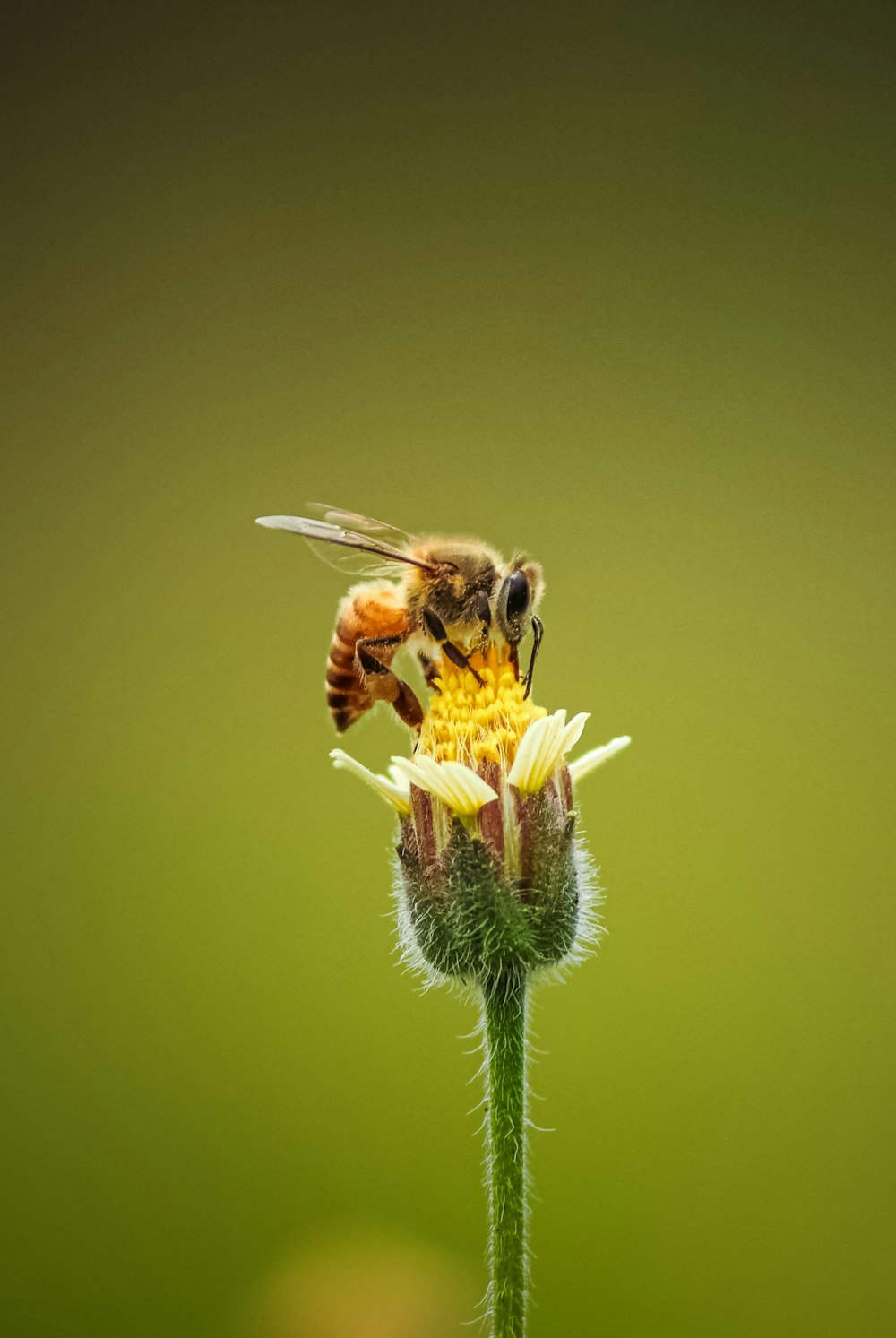 낮 동안 클로즈업 촬영에서 노란 꽃에 앉은 꿀벌