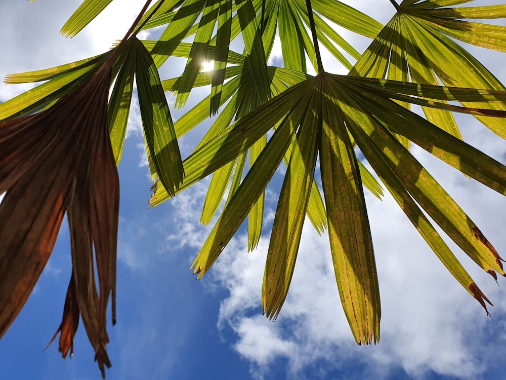 green palm tree under blue sky and white clouds during daytime