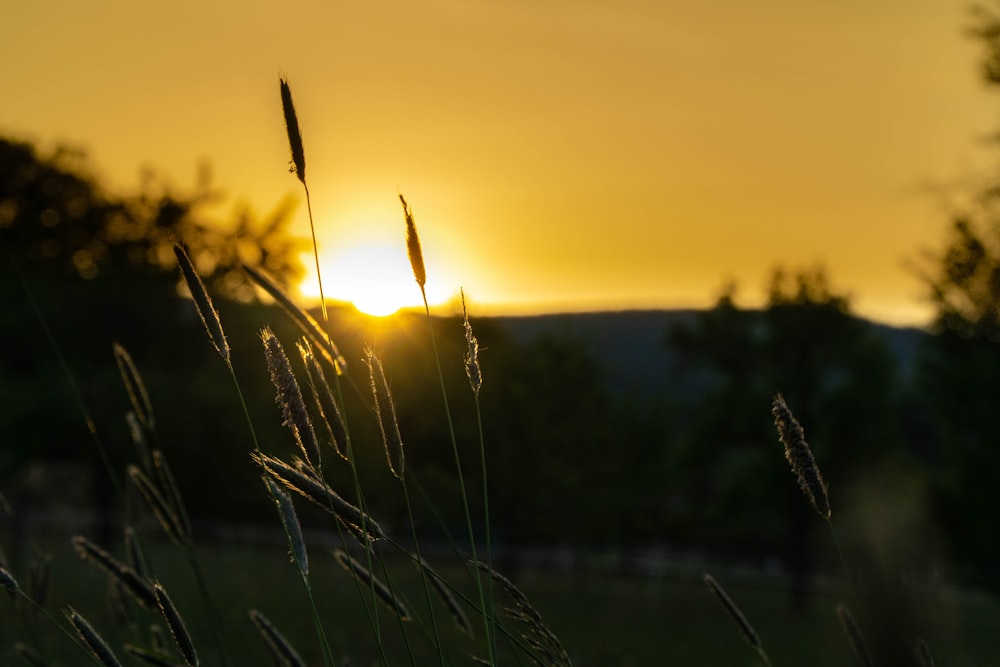 green grass near body of water during sunset