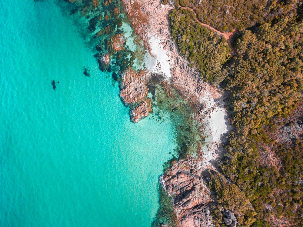 Vue aérienne d’arbres verts au bord de la mer bleue pendant la journée