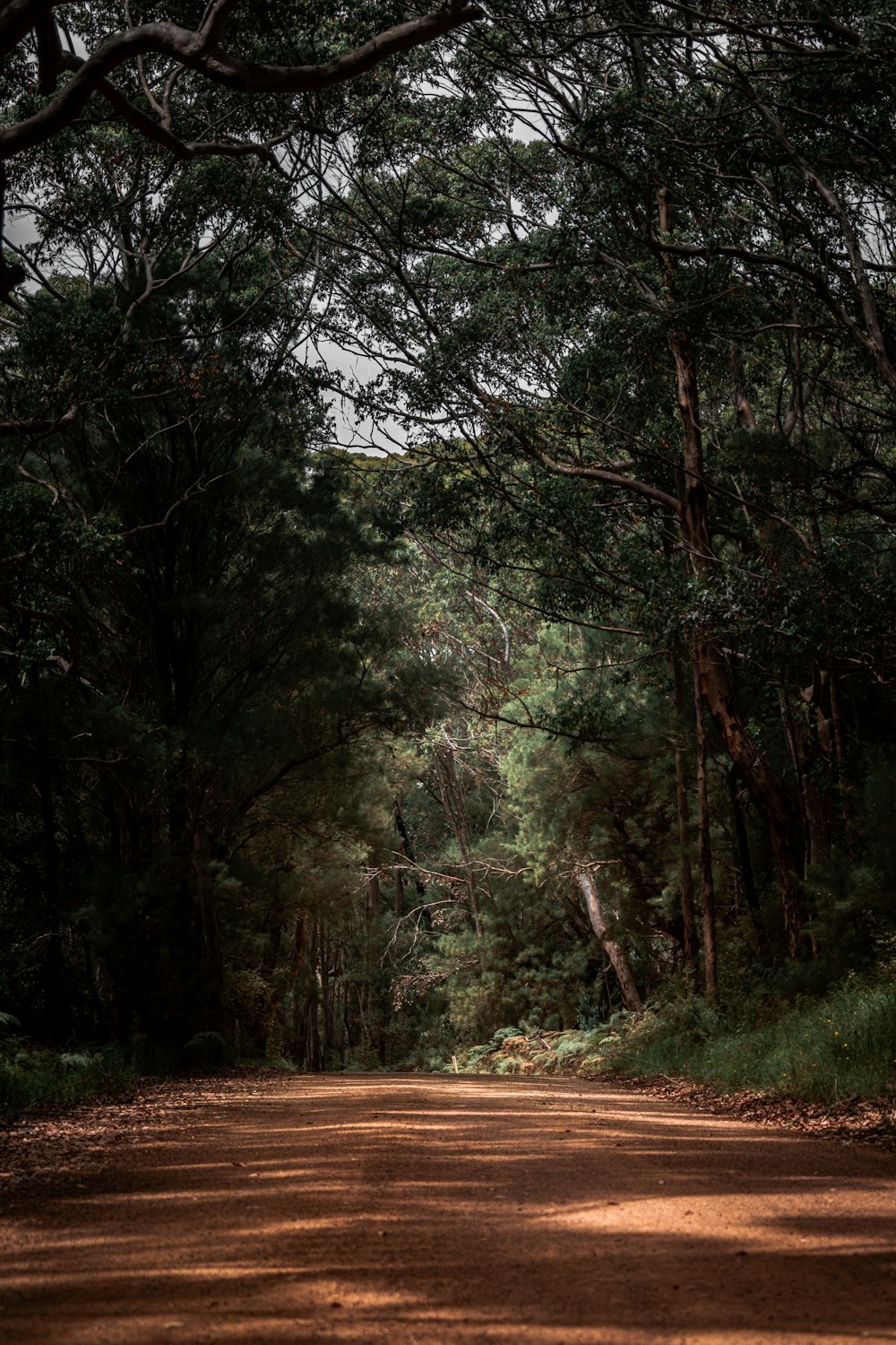 green trees on brown soil