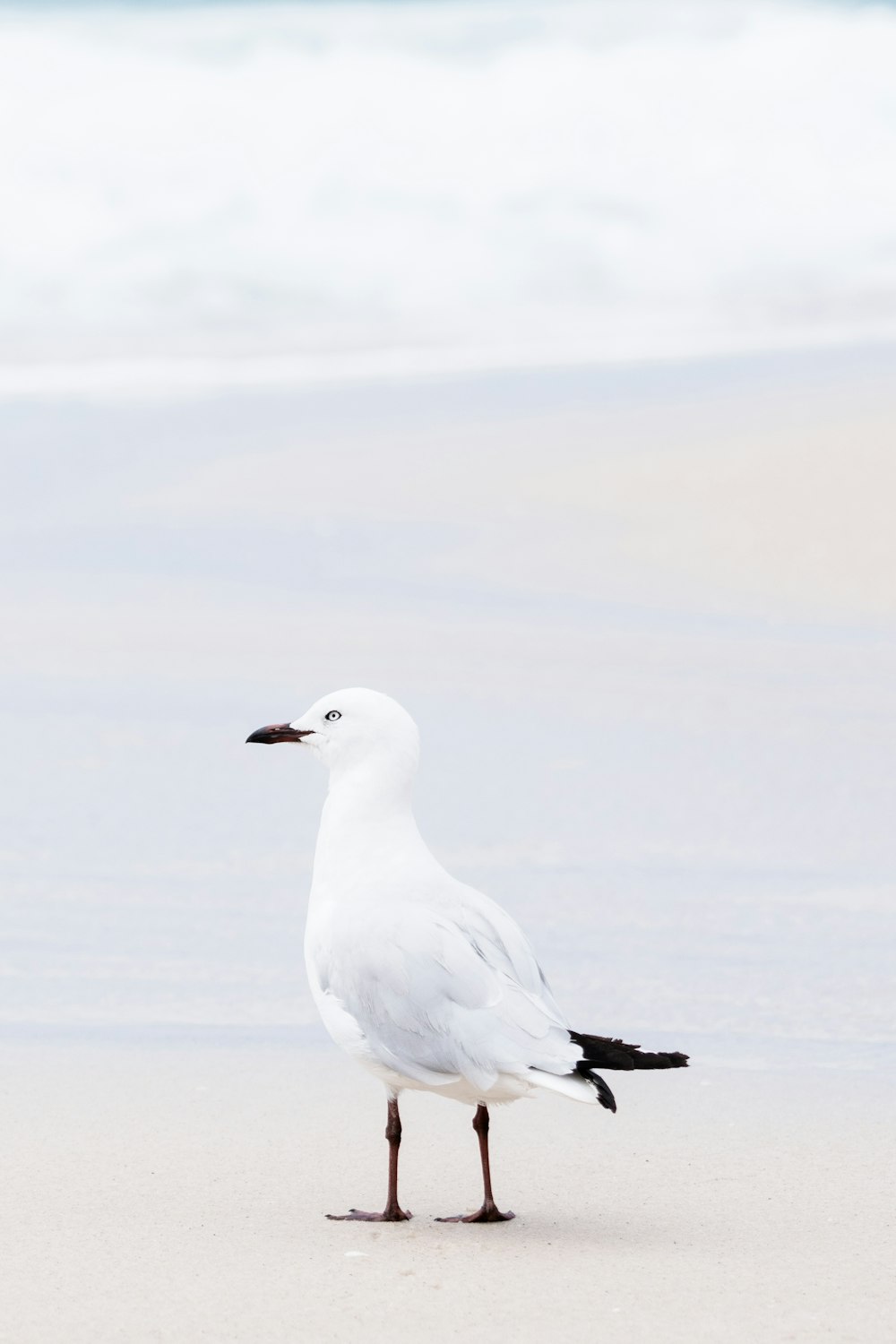 white bird on snow covered ground during daytime