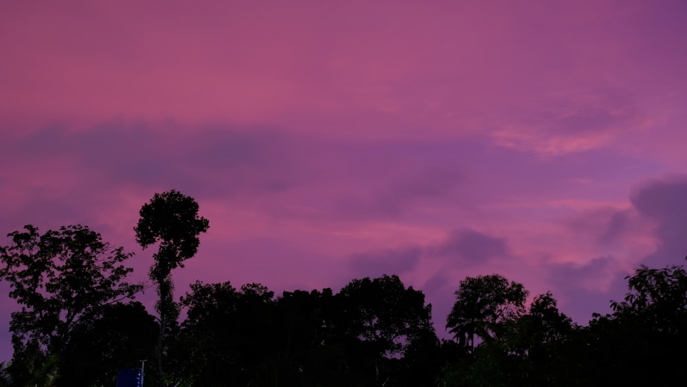 silhouette of trees during sunset