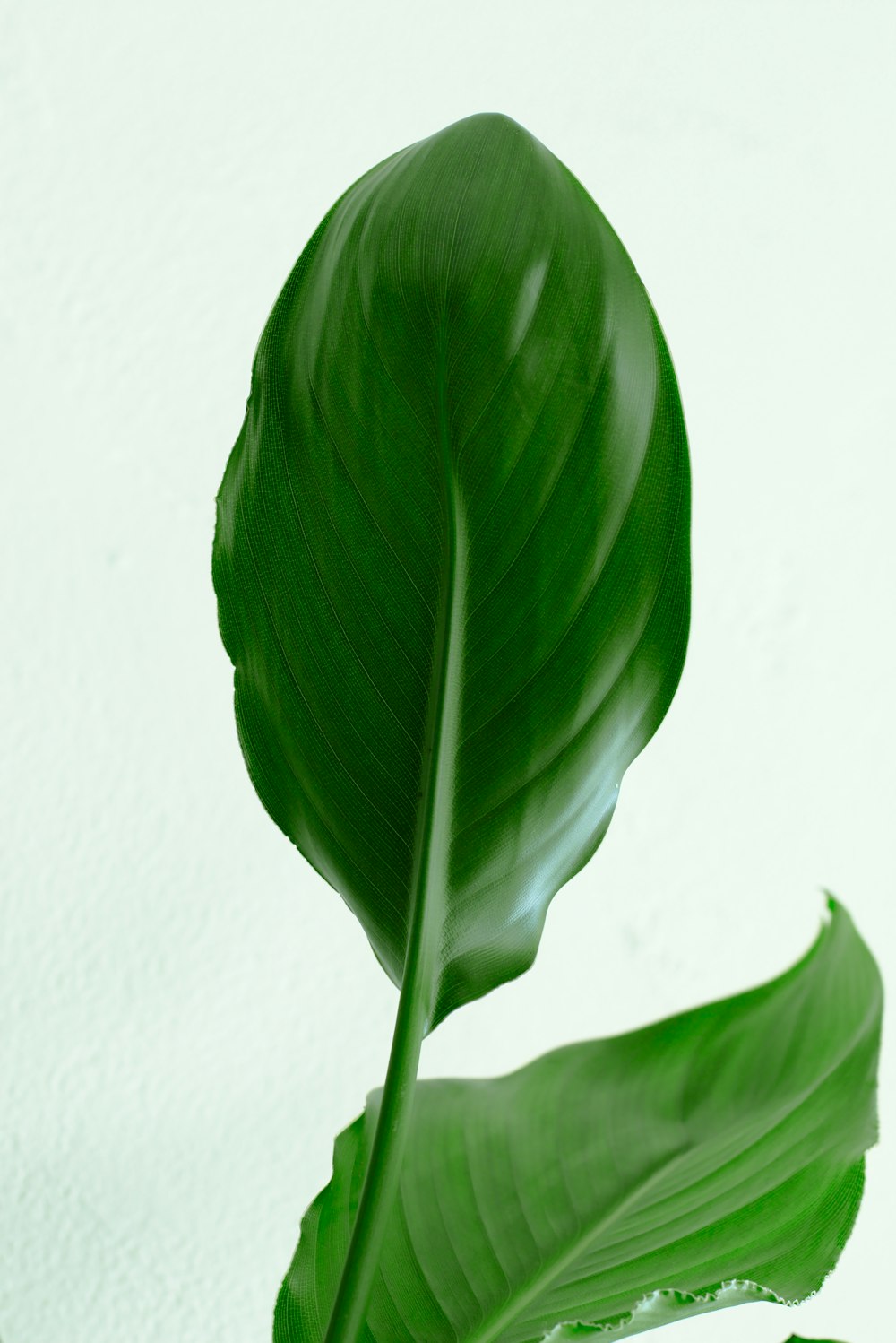 plante à feuilles vertes près d’un mur blanc