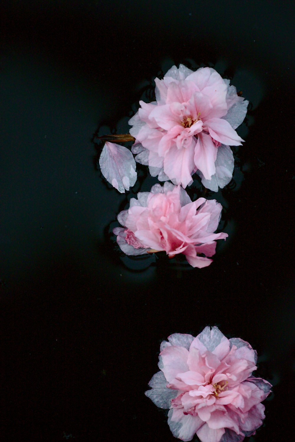 pink flowers on black surface