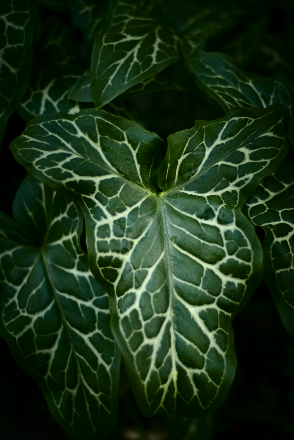 green leaves in close up photography