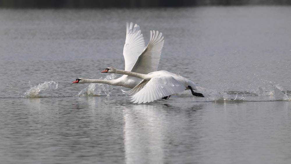 white swan on water during daytime