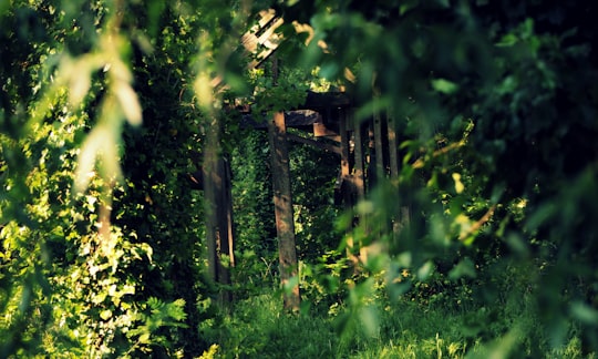 brown wooden fence surrounded by green plants in Savigny-le-Temple France