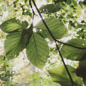 Sunlight filtering through leaves onto a stack of cream white paper plates and napkins.