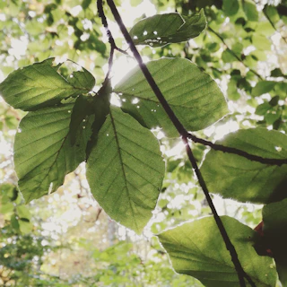 Sunlight filtering through leaves onto a notebook with handwritten reflections.