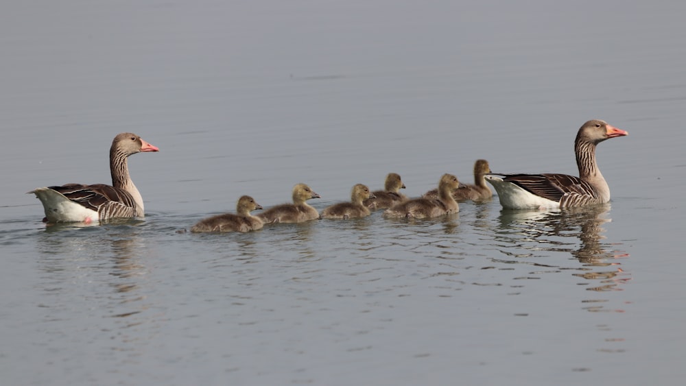 flock of geese on water during daytime