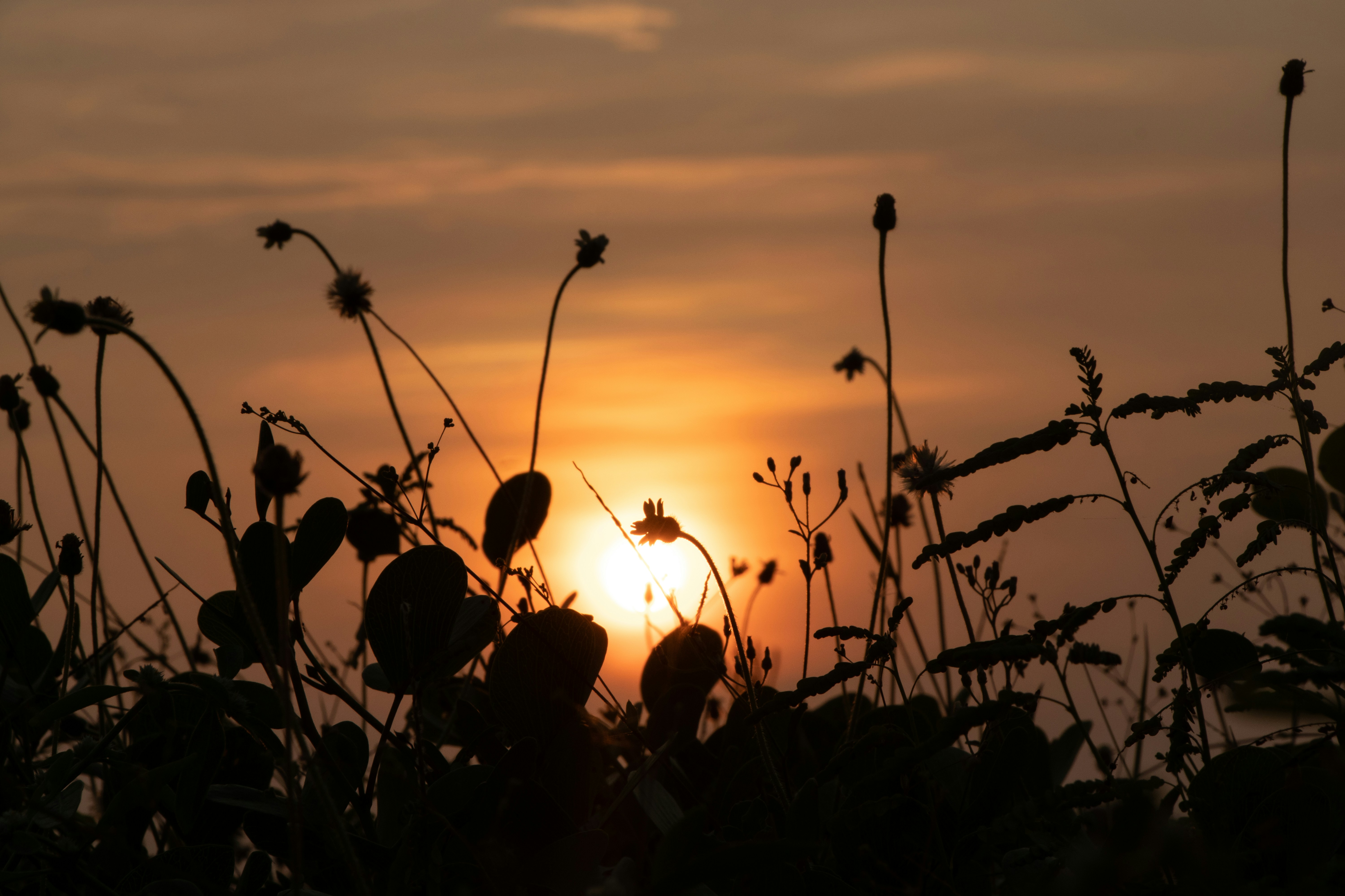 Photo by maitreyi_03