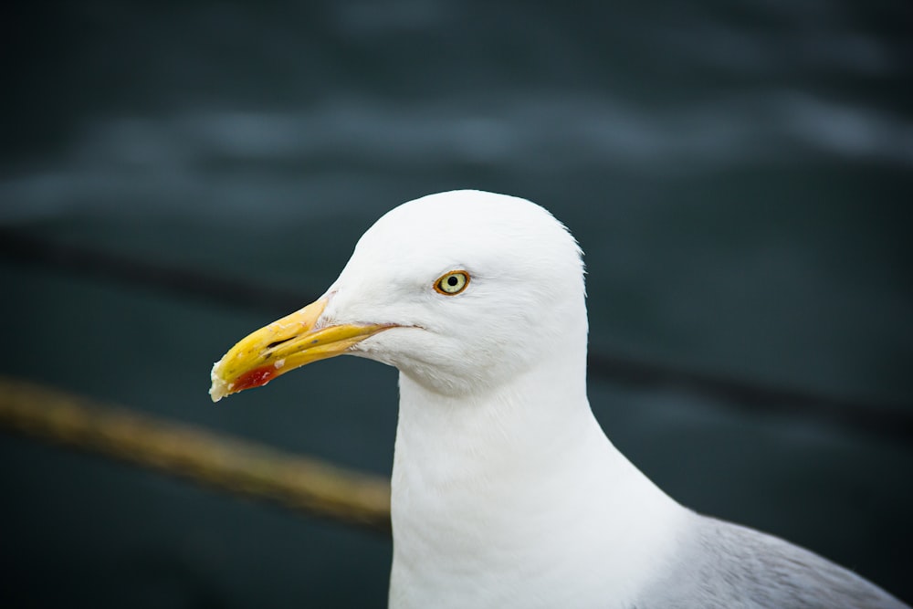 white bird with yellow beak