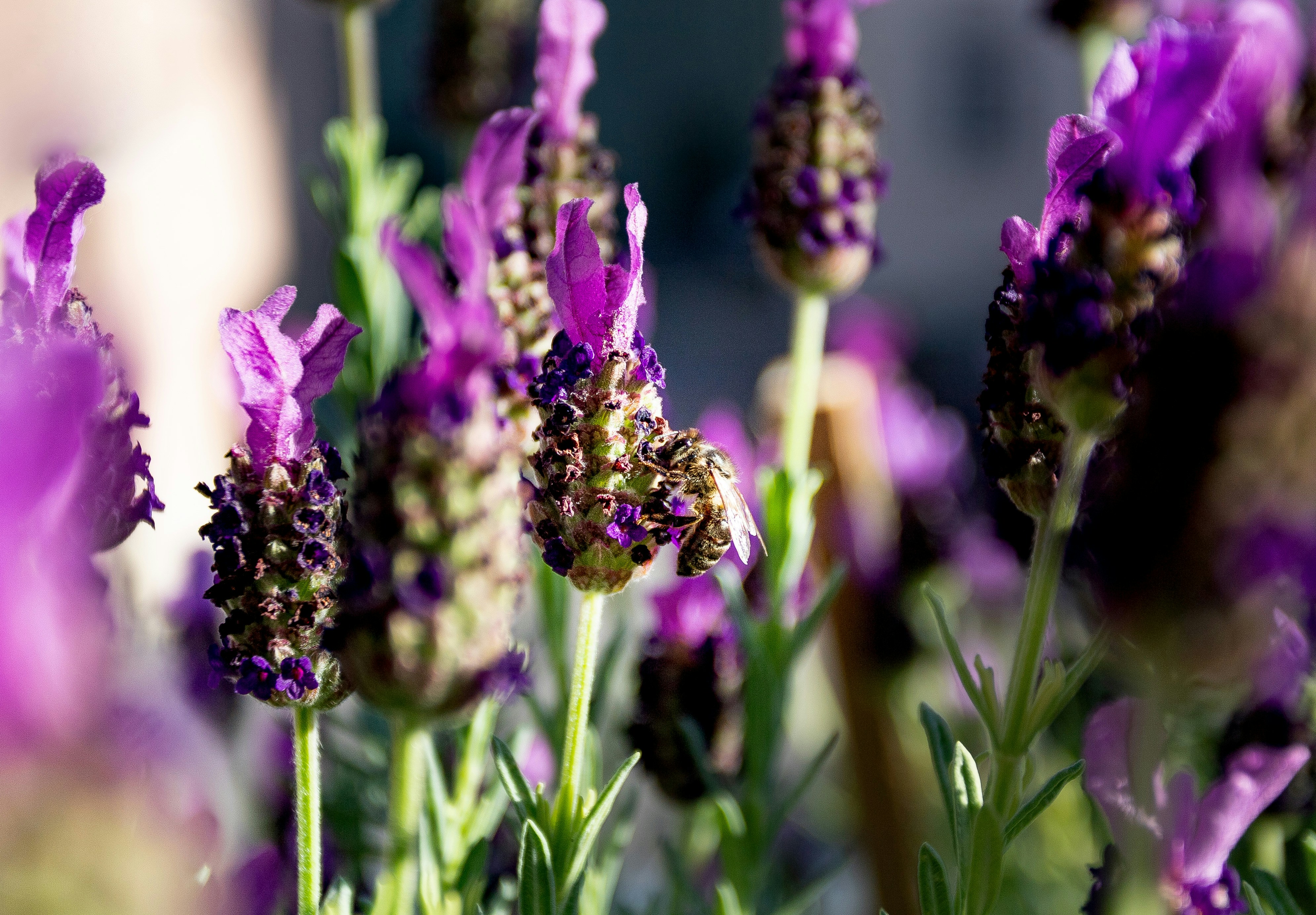 Lila Blume in Tilt Shift Linse