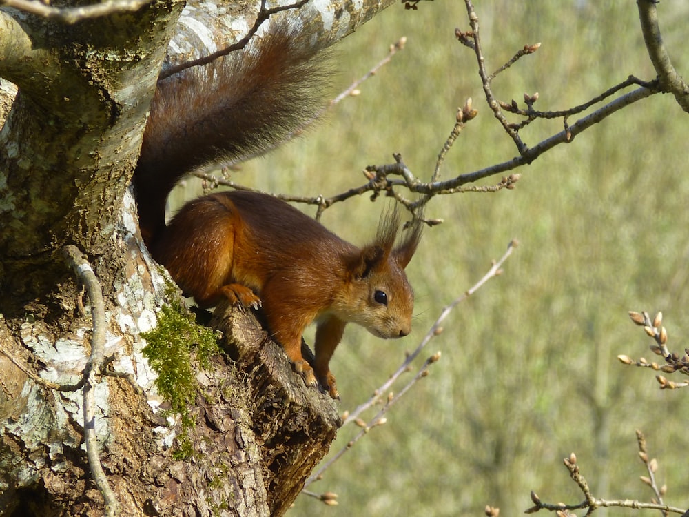 brown squirrel on brown tree trunk during daytime