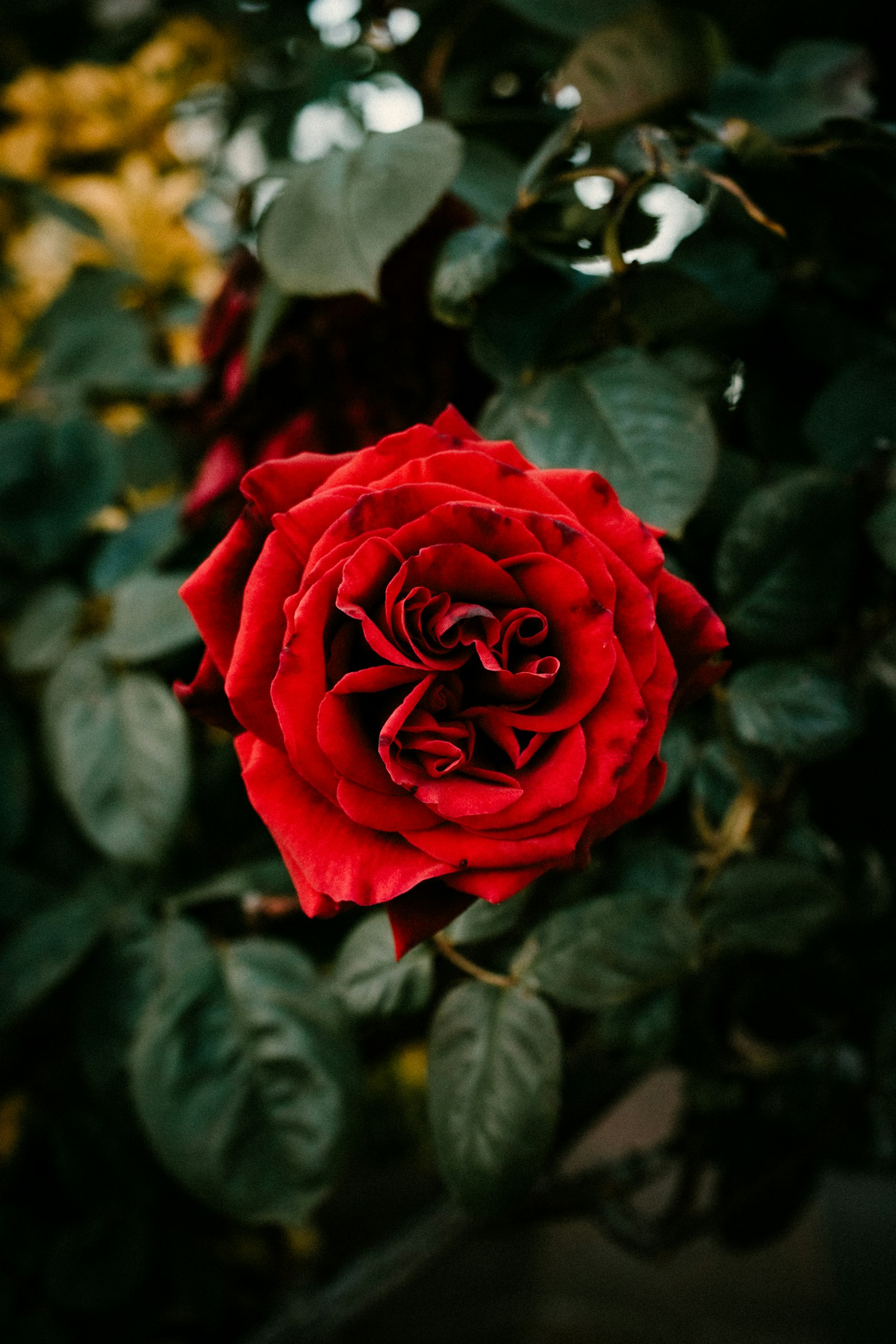 Canon EOS 750D (EOS Rebel T6i / EOS Kiss X8i) + Canon EF-S 35mm F2.8 Macro IS STM sample photo. Red rose in bloom photography