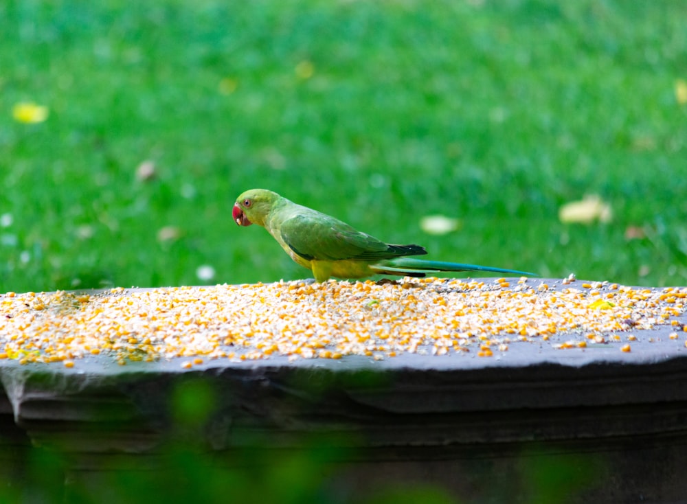 green and yellow bird on brown rock