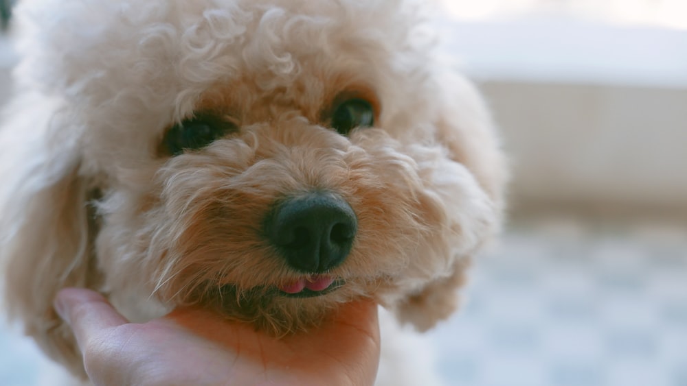 personne tenant un chien brun à poil long