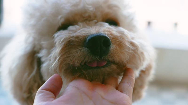 Signs Your Dog Needs to See a Vet: Vet Visit Signs, Dog Sick Symptoms & Dog Emergency Signs