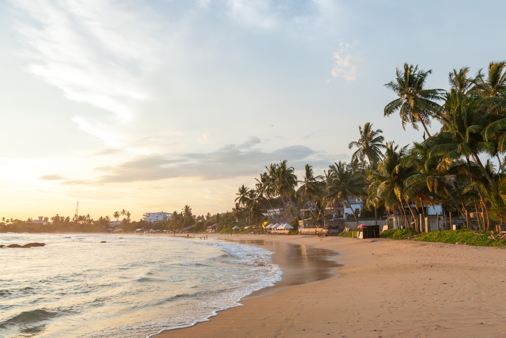 beach shore with palm trees under white clouds and blue sky during daytime