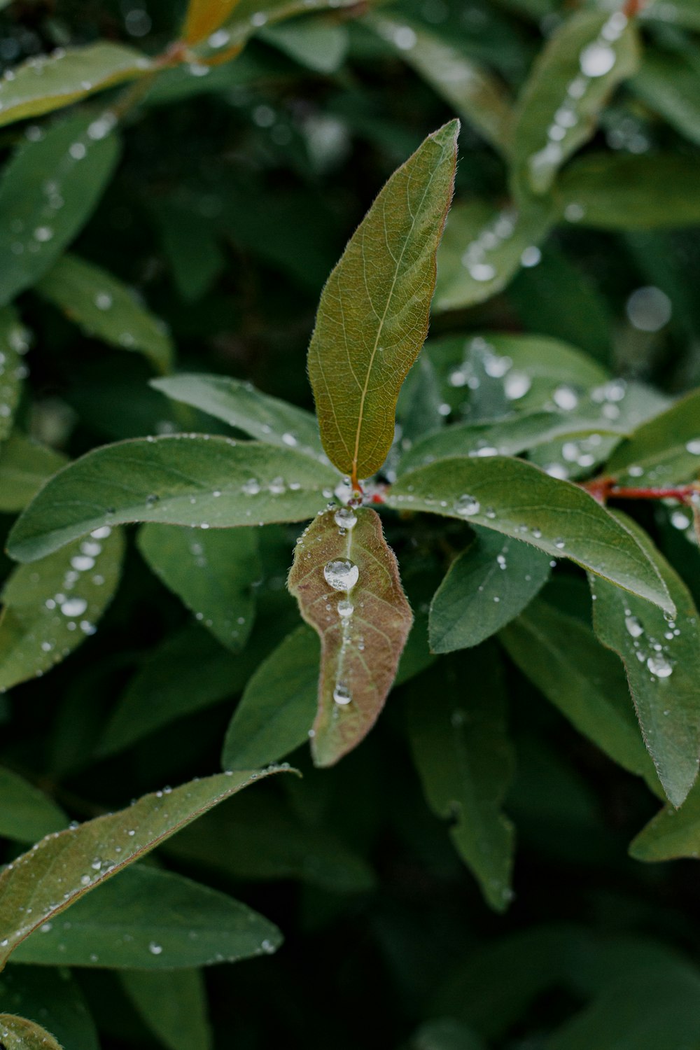 green leaf with water droplets