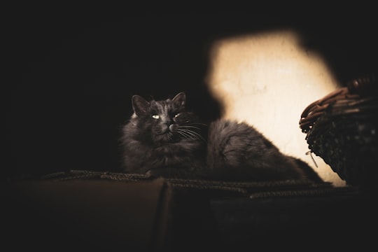 black cat on black textile in Piedmont Italy