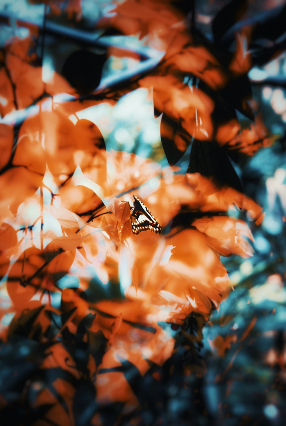 brown leaves in tilt shift lens