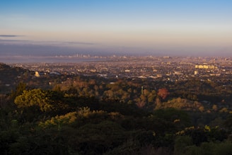aerial view of green trees and city during daytime