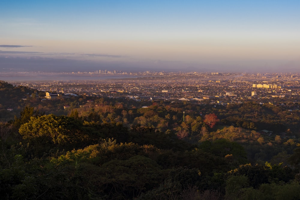 aerial view of green trees and city during daytime