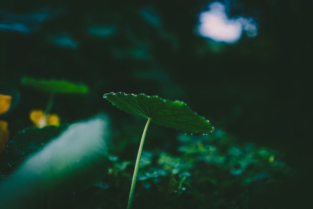 green leaf in tilt shift lens