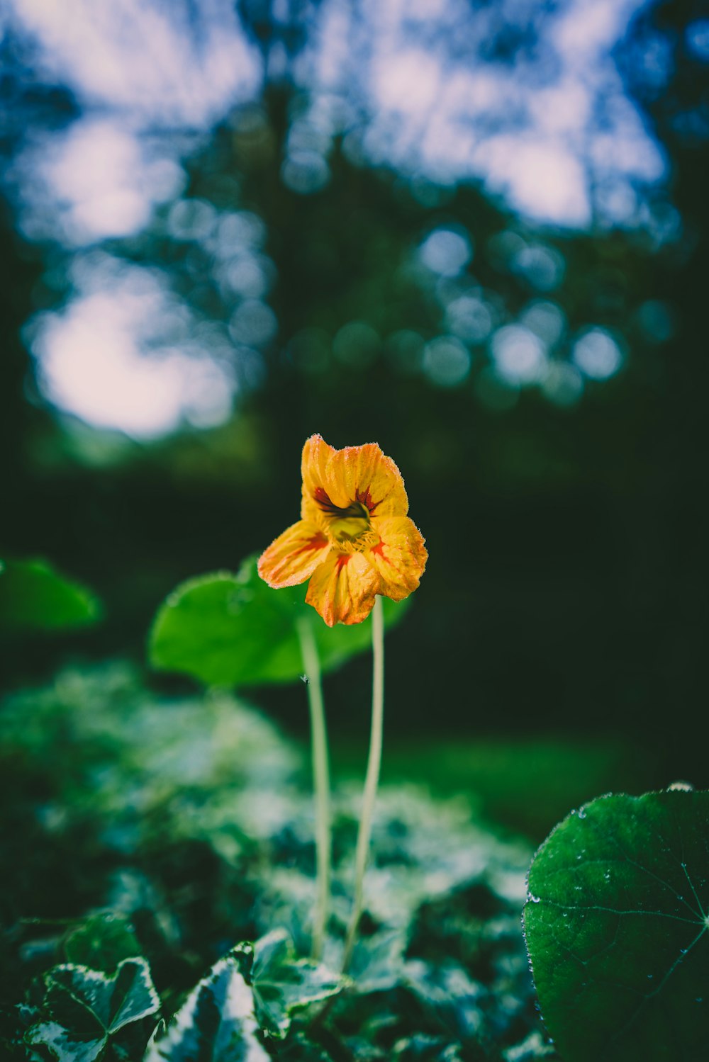 黄色い花が土の中に生えています