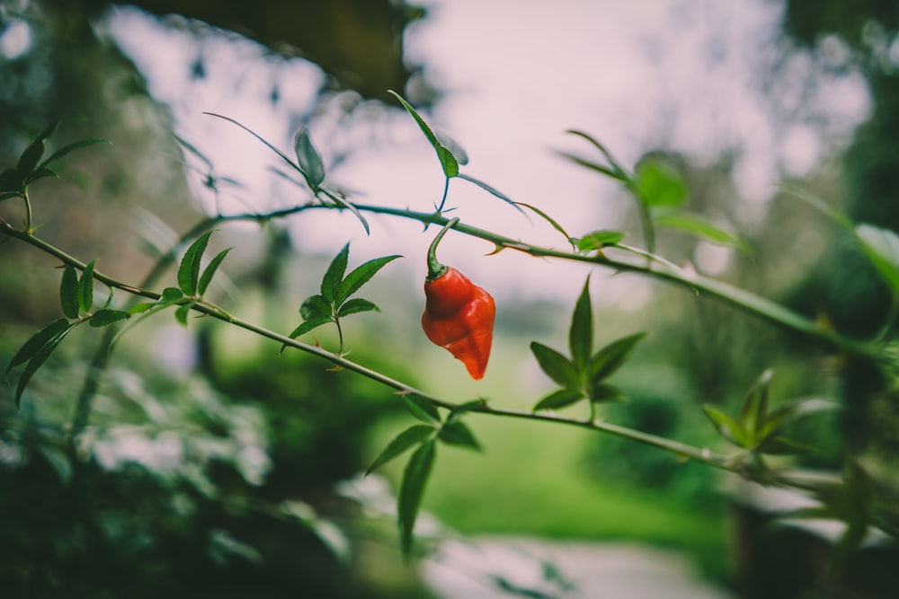 Flor roja en lente de cambio de inclinación