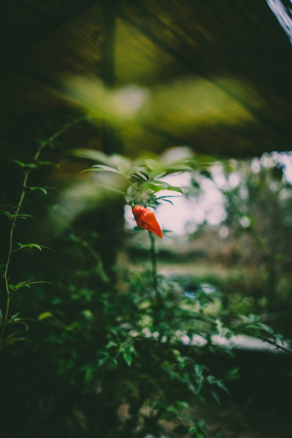 flor laranja e branca na lente tilt shift